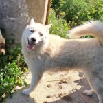 Husky Mischling Blanco, 12/2019, ca. 55 cm