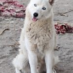 Husky Mischling Blanco, 12/2019, ca. 55 cm