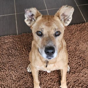 Podenco Boby, 12/2015, ca. 45 cm, 53902 Bad Münstereifel