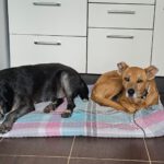 Podenco Boby, 12/2015, ca. 45 cm, 53902 Bad Münstereifel