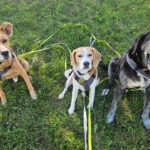 Podenco Boby, 12/2015, ca. 45 cm, 53902 Bad Münstereifel