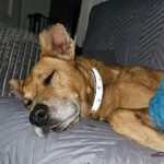 Podenco Boby, 12/2015, ca. 45 cm, 53902 Bad Münstereifel