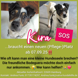 Bodeguero Mischling Kira - Rückläufer SALVA Hundehilfe e.V.