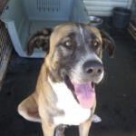 Mischling Boys, 04/2016, ca. 70 cm