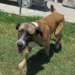 Mischling Boys, 04/2016, ca. 70 cm