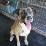 Mischling Boys, 04/2016, ca. 70 cm