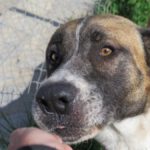 Mischling Boys, 04/2016, ca. 70 cm