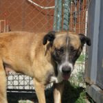 Mischling Boys, 04/2016, ca. 70 cm