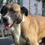 Mischling Boys, 04/2016, ca. 70 cm