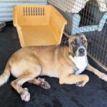 Mischling Boys, 04/2016, ca. 70 cm