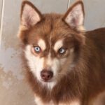 Pomsky Brais, 09/2024, ca. 40 cm