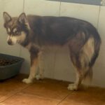 Pomsky Brais, 09/2024, ca. 40 cm