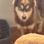 Pomsky Brais, 09/2024, ca. 40 cm