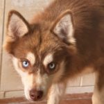 Pomsky Brais, 09/2024, ca. 40 cm