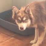 Pomsky Brais, 09/2024, ca. 40 cm