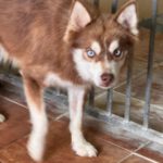 Pomsky Brais, 09/2024, ca. 40 cm