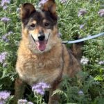 Mischling Briel, 01/2019, ca. 50 cm, 29410 Salzwedel