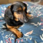 Mischling Broszka, 12/2015, ca. 30 cm,24247 Rodenbek