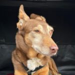 Podenco Candela, 12/2015, ca. 45 cm,25371 Seestermühe