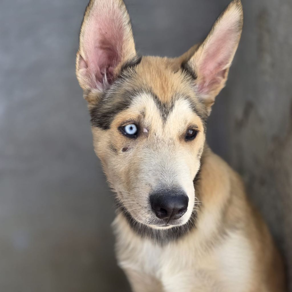 Husky Mischling Caramelo, 05/2025, Endgröße ca. 65 cm