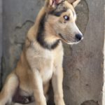 Husky Mischling Caramelo, 05/2025, Endgröße ca. 65 cm