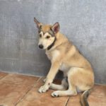 Husky Mischling Caramelo, 05/2025, Endgröße ca. 65 cm