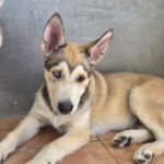 Husky Mischling Caramelo, 05/2025, Endgröße ca. 65 cm