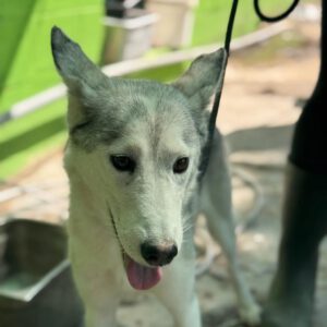 Husky Caro, 10/2022, ca. 65 cm