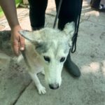 Husky Caro, 10/2022, ca. 65 cm