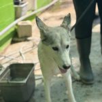 Husky Caro, 10/2022, ca. 65 cm