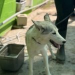 Husky Caro, 10/2022, ca. 65 cm