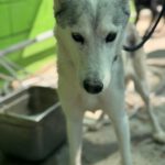 Husky Caro, 10/2022, ca. 65 cm