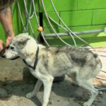 Husky Caro, 10/2022, ca. 65 cm