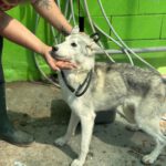 Husky Caro, 10/2022, ca. 65 cm