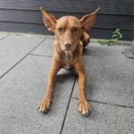 Podenco Carol, 04/2022, ca. 45 cm, 47059 Duisburg