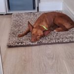 Podenco Carol, 04/2022, ca. 45 cm, 47059 Duisburg