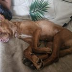 Podenco Carol, 04/2022, ca. 45 cm, 47059 Duisburg