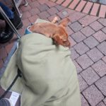 Podenco Carol, 04/2022, ca. 45 cm, 47059 Duisburg