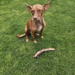 Podenco Carol, 04/2022, ca. 45 cm, 47059 Duisburg