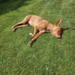 Podenco Carol, 04/2022, ca. 45 cm, 47059 Duisburg