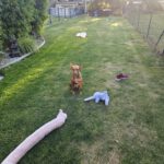 Podenco Carol, 04/2022, ca. 45 cm, 47059 Duisburg