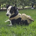 Mischling Chap, 01/2024, ca. 35 cm, 14050 Berlin