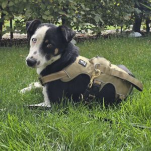 Mischling Chap, 01/2024, ca. 35 cm, 14050 Berlin