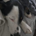 Mischling Chap, 01/2024, ca. 35 cm,  14050 Berlin