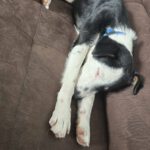 Mischling Chap, 01/2024, ca. 35 cm,  14050 Berlin