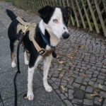 Mischling Chap, 01/2024, ca. 35 cm,  14050 Berlin