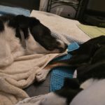 Mischling Chap, 01/2024, ca. 35 cm,  14050 Berlin