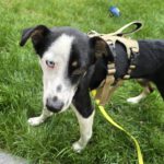 Mischling Chap, 01/2024, ca. 35 cm,  14050 Berlin