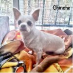 Chihuahua Chinche, 07/2017, ca. 26 cm