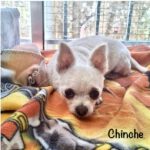 Chihuahua Chinche, 07/2017, ca. 26 cm
